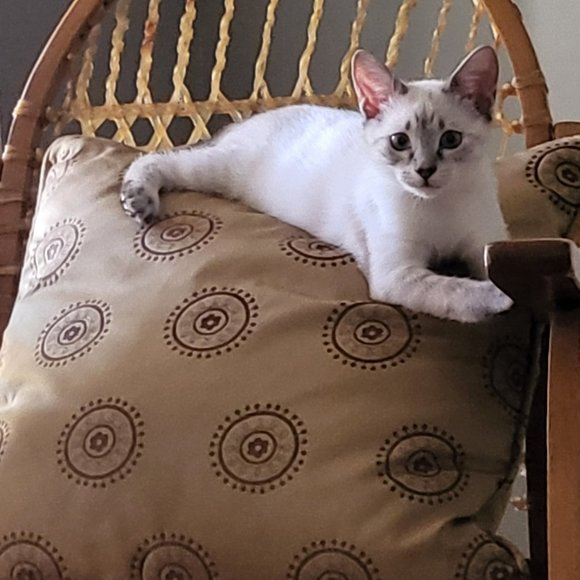 Lila wants some new toys ~ make her day! - Picture 2 of 4